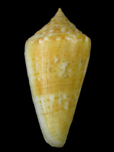 Conus xanthocinctus  Petuch, 1986 Primary Type Image